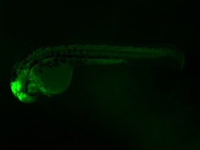 ED247 GFP 24h