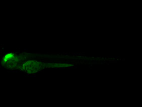 ED247 GFP 48h