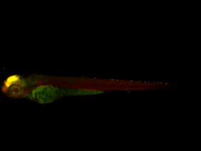 ED247 GFP/RFP 48h