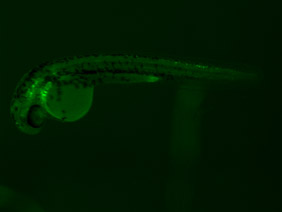 ED248 GFP 24h