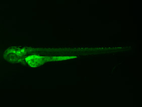 ED248 GFP 48h