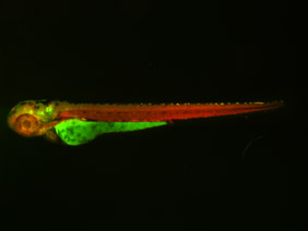 ED248 GFP/RFP 48h