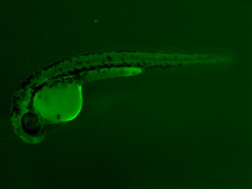 ED249 GFP 24h