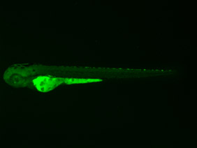 ED249 GFP 48h