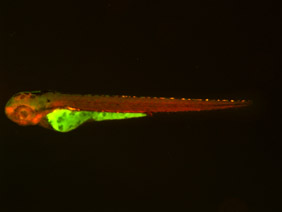 ED249 GFP/RFP 48h