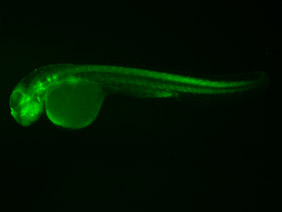 ED250 GFP 24h