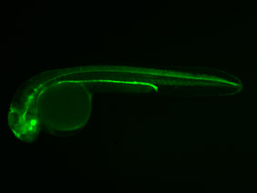 ED251 GFP 24h