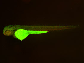 ED252 GFP/RFP 48h