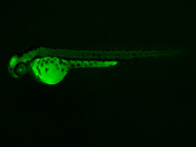 ED253 GFP 48h
