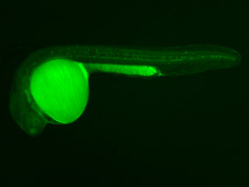 ED254 GFP 24h