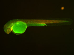 ED254 GFP/RFP 48h