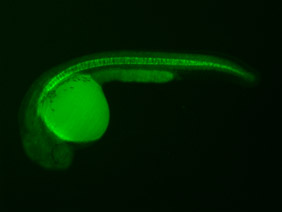 ED255 GFP 24h