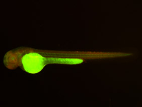 ED255 GFP/RFP 48h