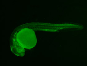ED256 GFP 24h