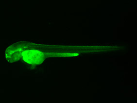 ED256 GFP 48h
