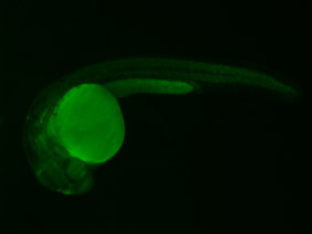 ED257 GFP 24h
