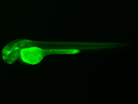 ED257 GFP 48h