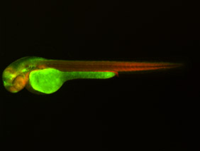 ED257 GFP/RFP 48h