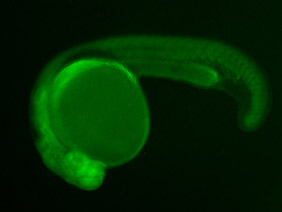ED270 GFP 24h