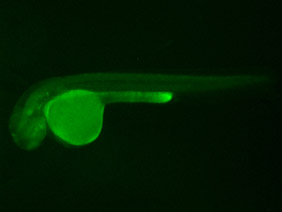 ED270 GFP 48h