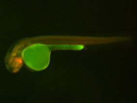 ED270 GFP/RFP 48h