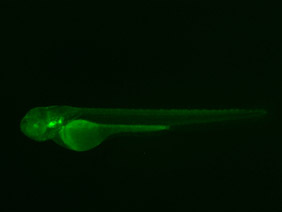 ED272 GFP 48h