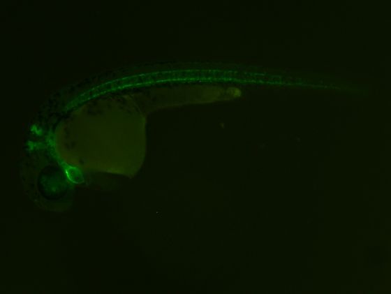 ES002 GFP 24h