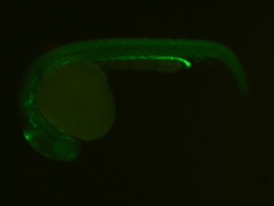 ES004 GFP 24h