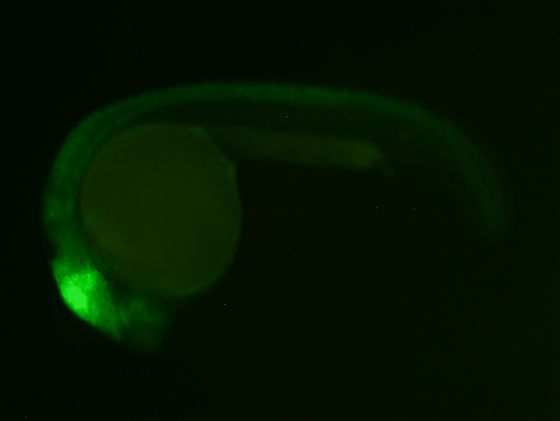 ES005 GFP 24h