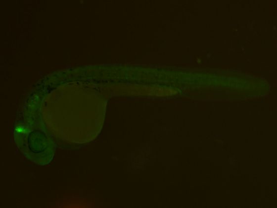 ES006 GFP 24h