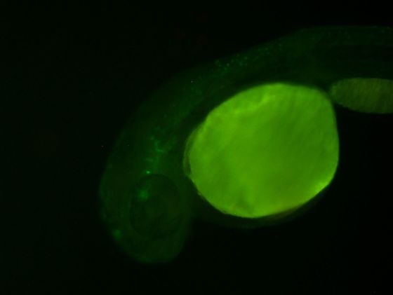 ES007 GFP 24h