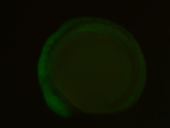 ES008 GFP 24h