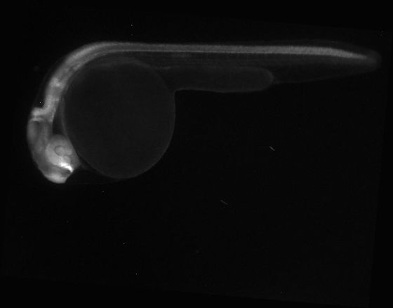 ES013 GFP 24h