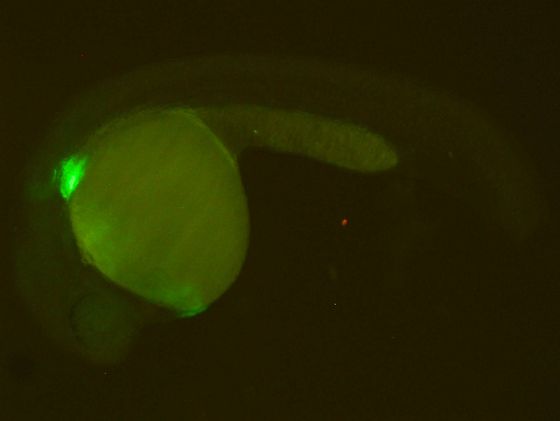 ES017 GFP 24h