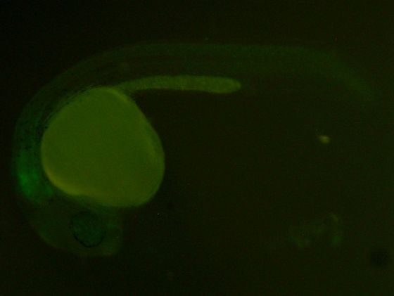 ES020 GFP 24h