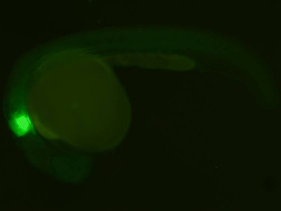 ES021 GFP 24h
