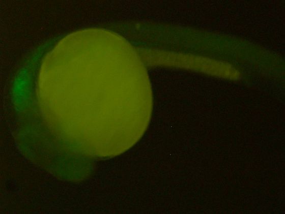 ES022 GFP 24h