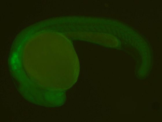 ES023 GFP 24h