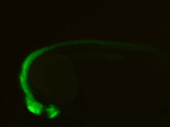 ES025 GFP 24h