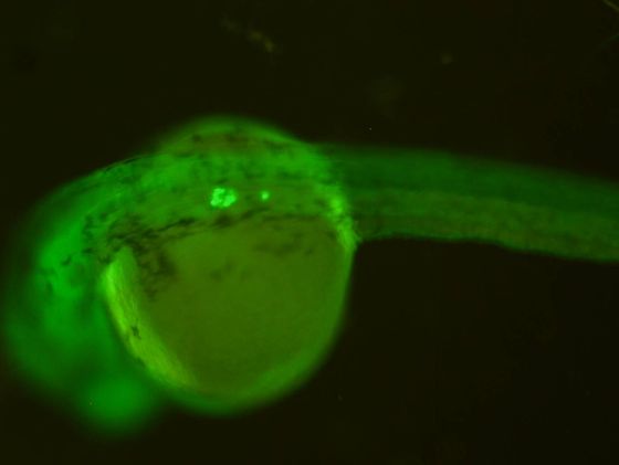 ES026 GFP 24h