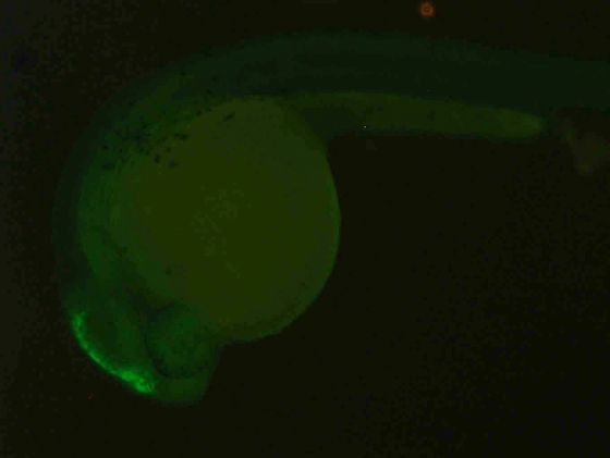 ES029 GFP 24h
