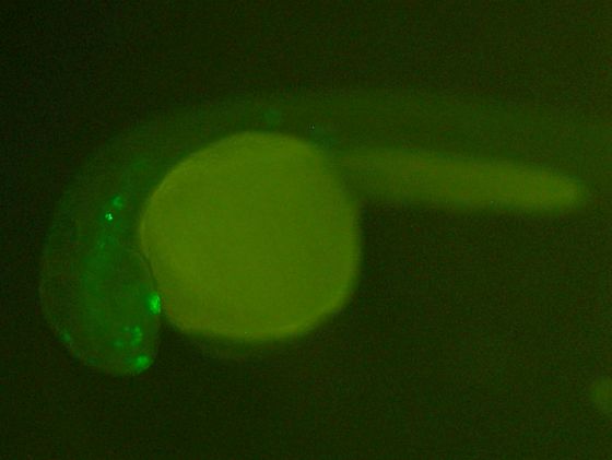 ES031 GFP 24h