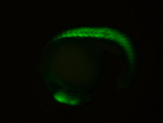 ES033 GFP 24h