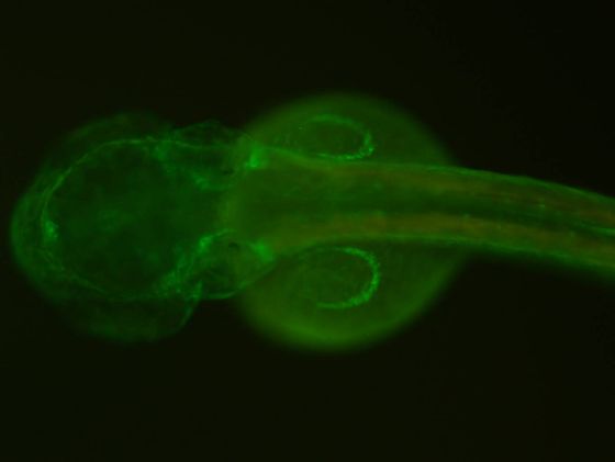 ES034 GFP 48h