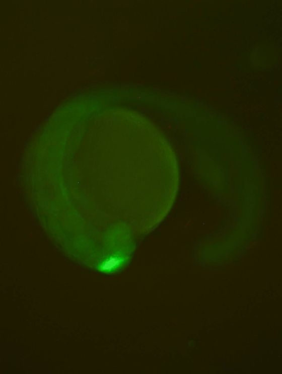 ES035 GFP 24h