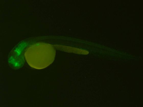 ES036 GFP 24h
