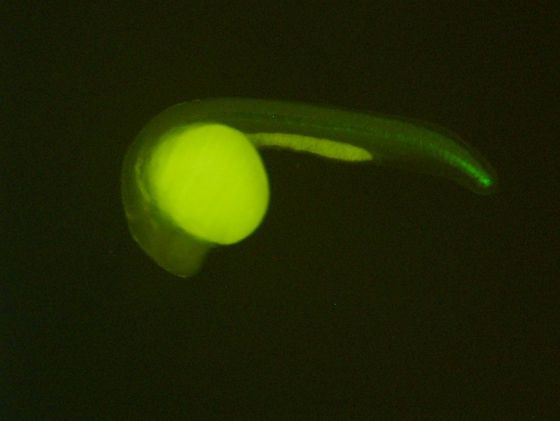 ES041 GFP 24h