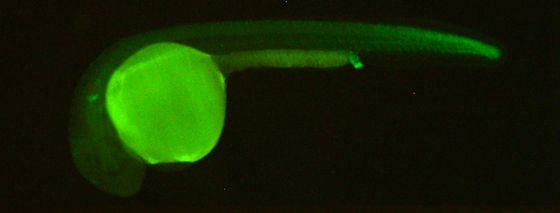ES044 GFP 24h