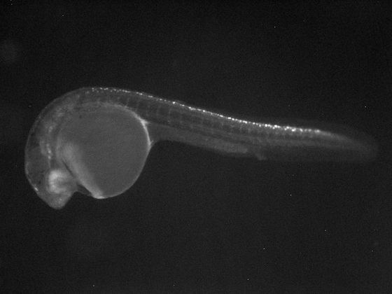 ES047 GFP 24h
