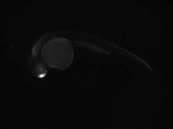 ES048 GFP 24h